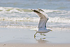 European herring gull