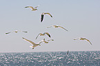 European herring gulls