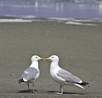 European herring gulls