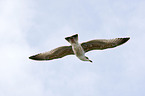 European herring gull