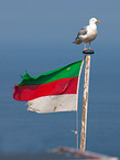 common herring gull