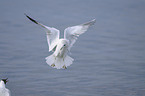 European herring gull