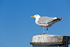 European herring gull