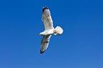 European herring gull