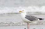 European herring gull