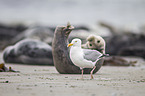 European herring gull