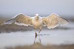 European herring gull