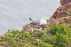 Common gulls