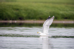 Common gull