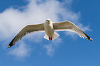 common European gull