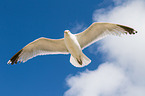 common European gull