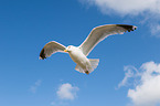 common European gull