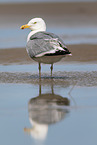 common European gull