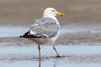 common European gull