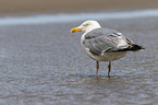 common European gull