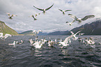 European herring gulls