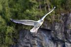 European herring gull