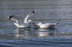 European herring gulls