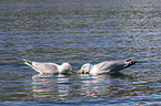 European herring gulls