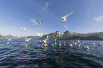 European herring gulls