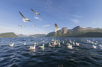 European herring gulls