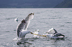 European herring gulls