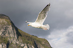 European herring gull