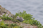 Common Gulls