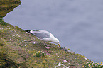 Common Gulls