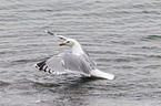 Common Gull