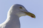 Common European Gull