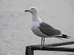common european gull