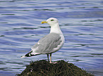 common gull