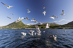 European herring gulls