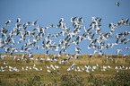 European Herring Gulls and Black-headed Gulls