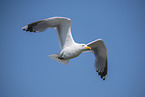 flying European Herring Gull
