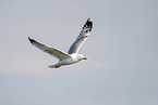 European herring gull