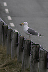 European Gull