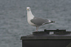 herring gull