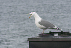 herring gull