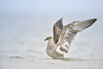 European Herring Gull