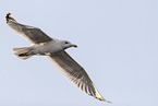 herring gull