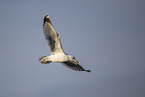 herring gull