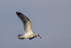 herring gull