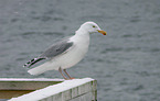 common European gull