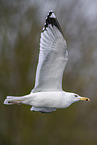 Common European Gull