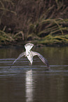 common European gull