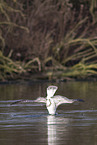 common European gull