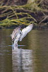 common European gull