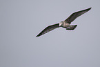 common European gull